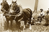 Files/WHG/WRE1009.jpg@Postcard - horse drawn harvesting