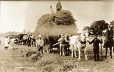 Files/WHG/WRE1010.jpg@Postcard - getting in the straw, Wreningham